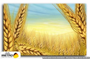 Buğday ve Başak Resimleri